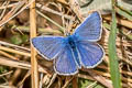 Common Blue Polyommatus icarus icarus