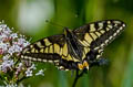 Common Swallowtail Papilio machaon brittanicus