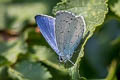 Holly Blue Celastrina argiolus brittana