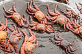 Sally Lightfoor Crab Grapsus grapsus