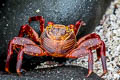 Sally Lightfoor Crab Grapsus grapsus