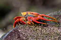 Sally Lightfoor Crab Grapsus grapsus