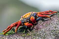 Sally Lightfoor Crab Grapsus grapsus