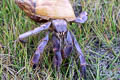 Blueberry Hermit Crab Coenobita purpureus