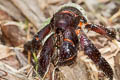 Forest Hermit Crab Coenobita spinosus