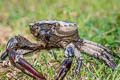 Bangkok Rice Paddy Crab Sayamia bangkokensis