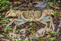 Phaibul's Terrestrial Crab Terrapotamon phaibuli