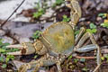 Phaibul's Terrestrial Crab Terrapotamon phaibuli