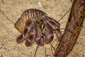 Viola Land Hermit Crab Coenobita violascens