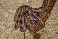 Viola Land Hermit Crab Coenobita violascens