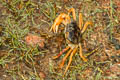 Socotra River Crab Socotrapotamon socotrense