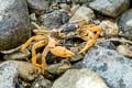 Socotra River Crab Socotrapotamon socotrense