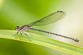 Swamp Dancer Argia indicatrix