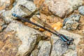 Swamp Dancer Argia indicatrix