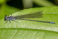 Oculate Dancer Argia oculata