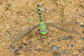 Great Pondhawk Erythemis vesiculosa