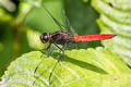 Hercules Skimmer  Libellula herculea