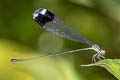 Blue-winged Helicopter Megaloprepus caerulatus