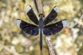 Neurothemis decora