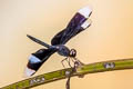 Neurothemis decora
