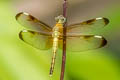 Painted Grasshawk Neurothemis stigmatizans