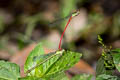 Fiery Coraltail Ceriagrion bellona