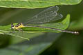 Coeliccia chromothorax