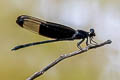 Black Velvetwing Dysphaea dimidiata