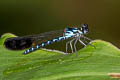 Stream Sapphire Heliocypha perforata limbata