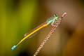 Western Golden Dartlet Ischnura rubilio