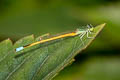 Western Golden Dartlet Ischnura rubilio