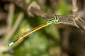 Western Golden Dartlet Ischnura rubilio