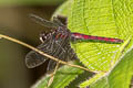 Yellow-striped Chaser Lyriothemis cleis (Bombardier)