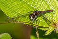 Yellow-striped Chaser Lyriothemis cleis (Bombardier)