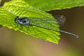 Marsh Dancer Onychargia atrocyana