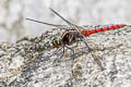 Onychothemis culminicola