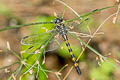 Yellow-banded Hooktail Paragomphus capricornis 