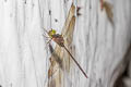 Slender Duskdarter Zyxomma petiolatum