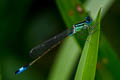 Blue-tailed Damselfly Ischnura elegans