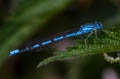 Common Blue Damselfly Enallagma cyathigerum