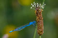Common Blue Damselfly Enallagma cyathigerum