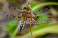 Four-spotted Chaser Libellula quadrimaculata