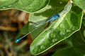 Sailing Bluet Azuragrion nigridorsum