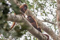 Bolivian Red Howler Monkey Alouatta sara