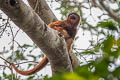 Bolivian Red Howler Monkey Alouatta sara