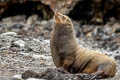 Galapagos Sea Lion Zalophus wollebaeki