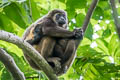 Mantled Howler Monkey Alouatta palliata