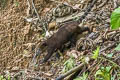 South American Coati Nasua nasua