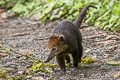 South American Coati Nasua nasua