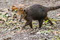 South American Coati Nasua nasua